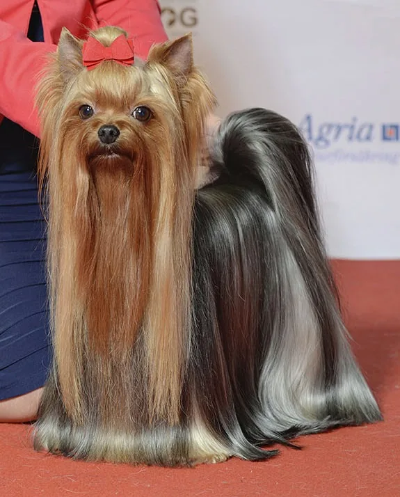 Cão da raça Yorkshire terrier, animal de estimação cujo nome começa com a letra Y
