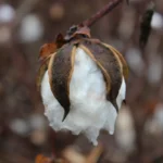 Algodao (Gossypium hirsutum) com bolls prontos para colheita