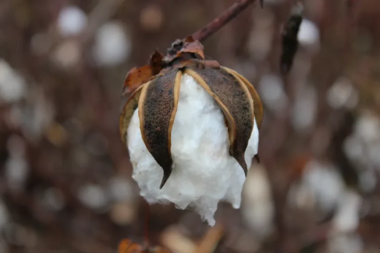 Algodao (Gossypium hirsutum) com bolls prontos para colheita