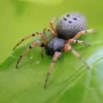 Aranha do genero Trachelopachys (Corinnidae) com corpo escuro e patas coloridas