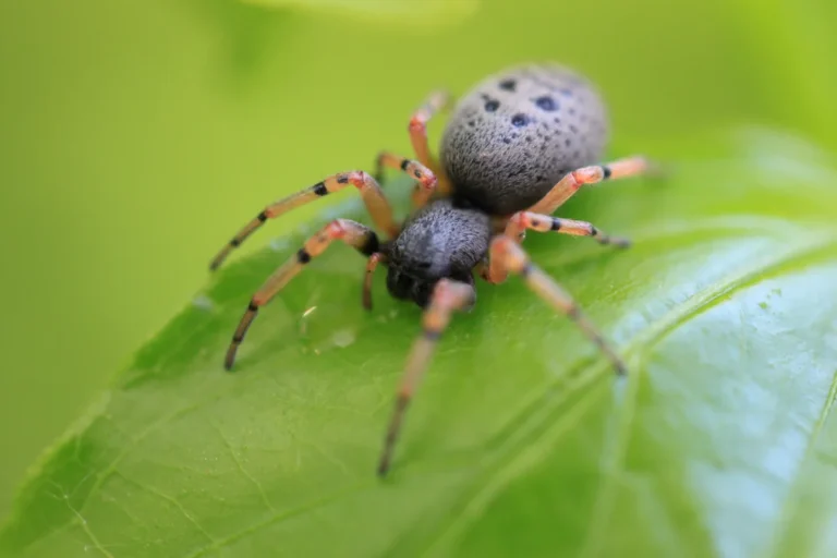 Aranha do genero Trachelopachys (Corinnidae) com corpo escuro e patas coloridas