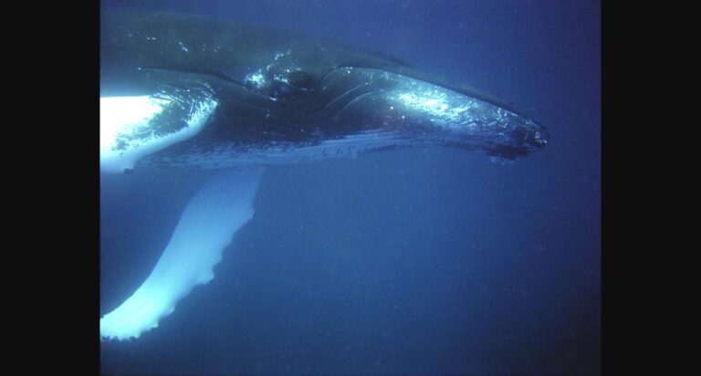 Baleia jubarte nadando em águas azuis, símbolo dos animais afetados pela poluição sonora nos oceanos