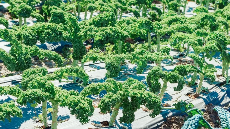 Brocolis fresco na horta de inverno: cabeca verde compacta pronta para colher