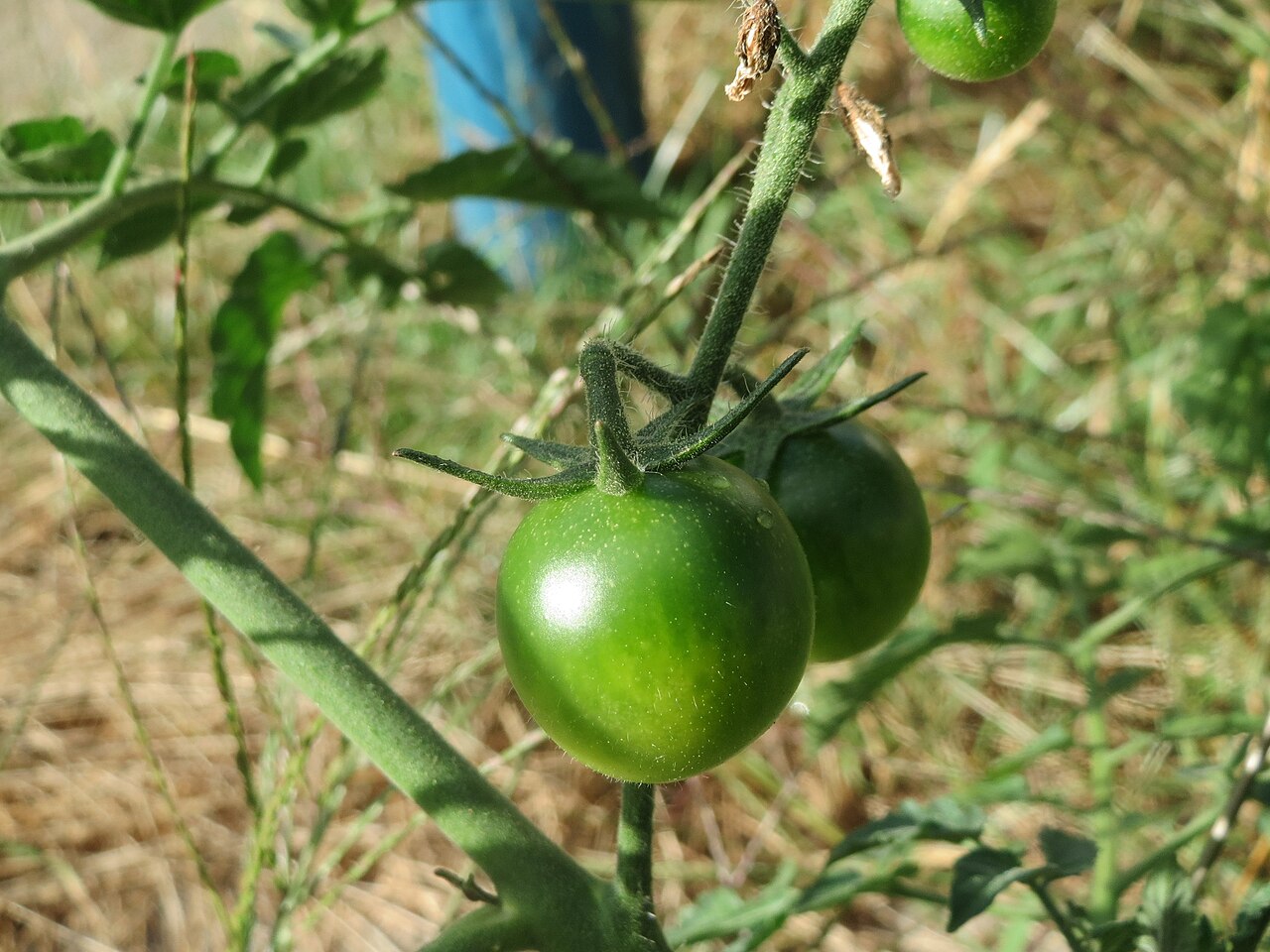 Tomateiro com frutos em diferentes estágios de amadurecimento no jardim