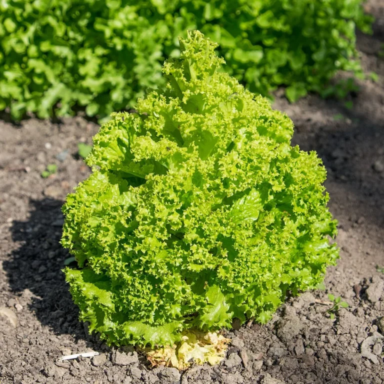 Alface crespa (Lactuca sativa Lollo Bionda) crescendo em canteiro