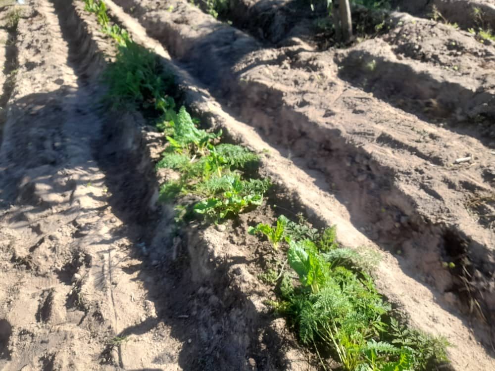 Folhagem de cenoura crescendo em canteiro de horta