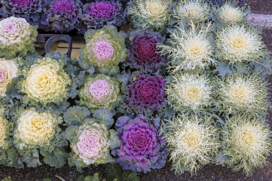 Couve colorida em jardim de inverno: tons roxos e verdes vibrantes