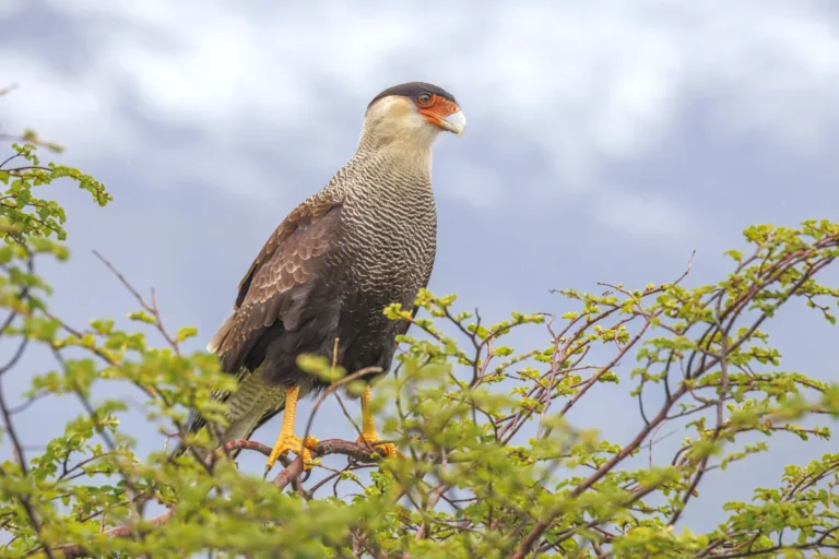 Carcara (Caracara plancus) em perfil, ave de rapina com topete e bico laranja