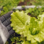 Colheita de alface em horta de inverno: folhas verdes frescas sendo colhidas