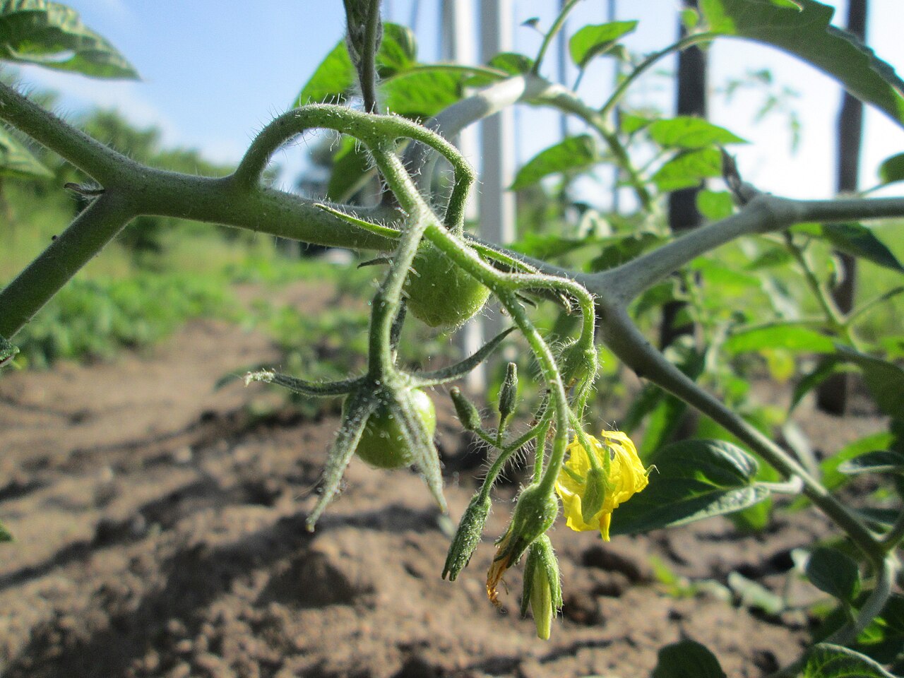 Muda de tomate em vaso pronta para transplante no jardim doméstico