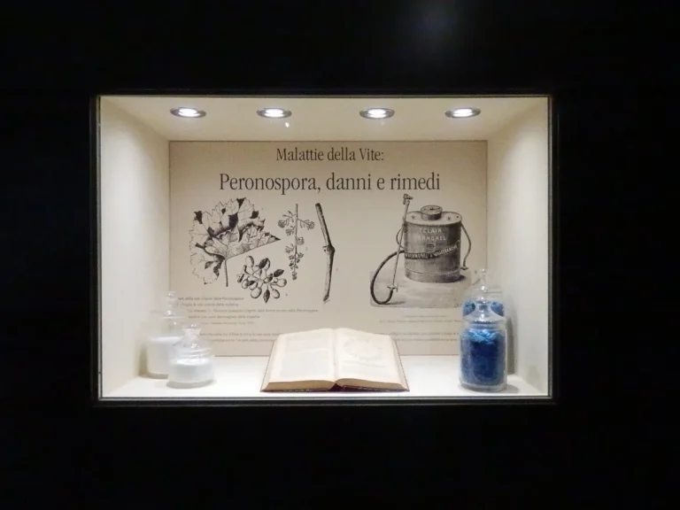 Plasmopara viticola - imagem ilustrativa