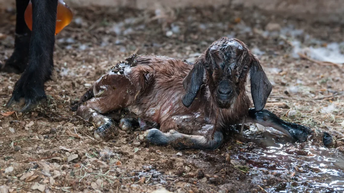 O que Significa Sonhar com um Cabrito ?