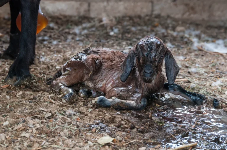 Cabrito (filhote de cabra, Capra aegagrus hircus) recem-nascido