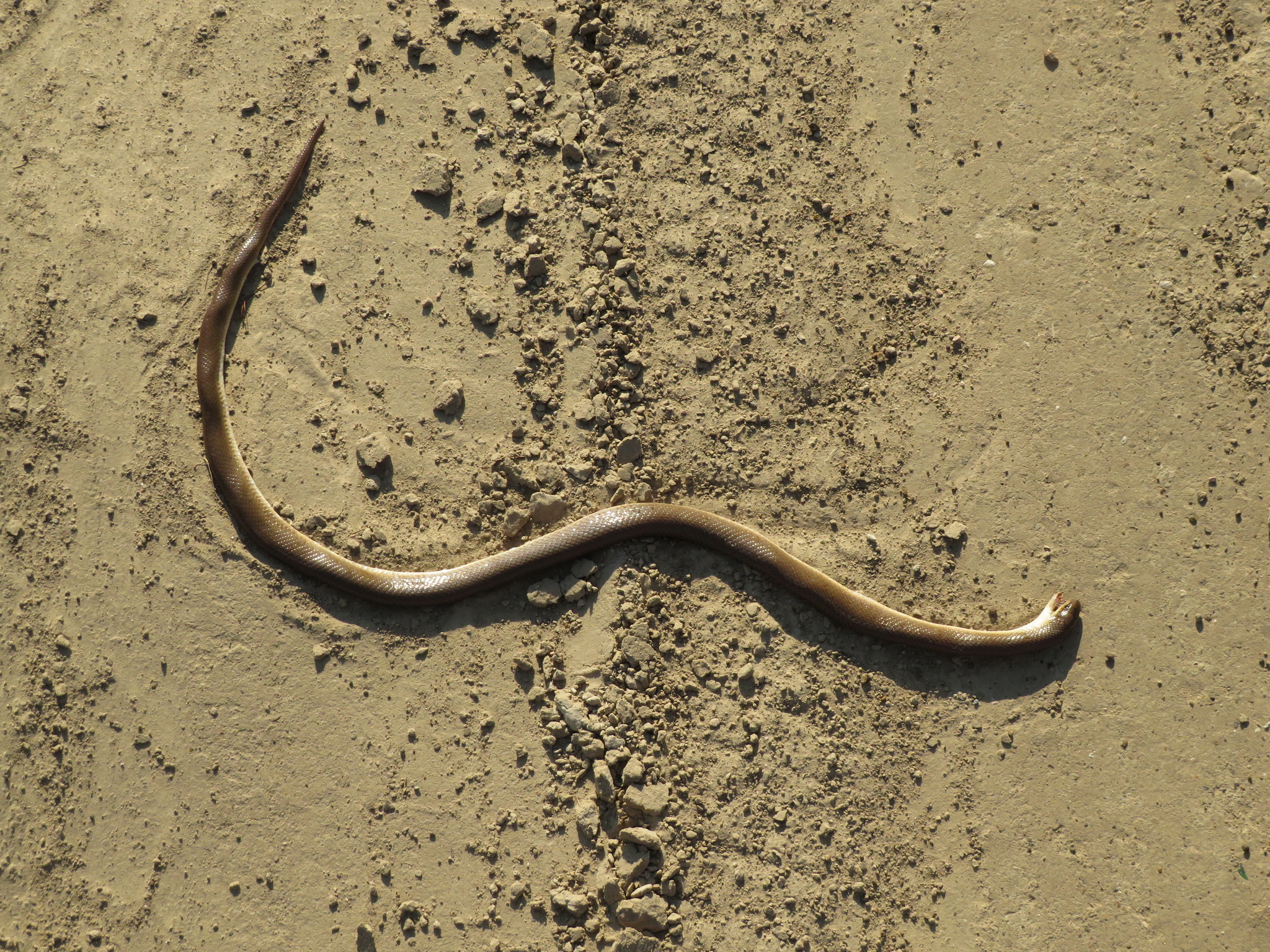 Muçurana se Alimentando de Outra Cobra