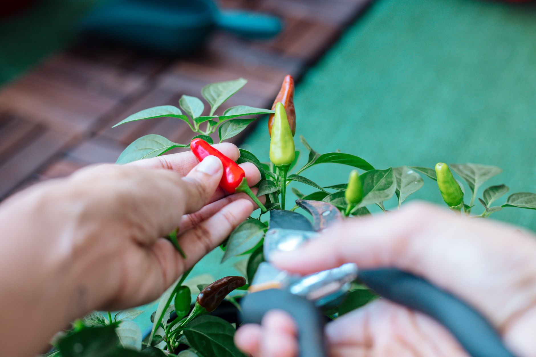Variedades de pimenta vermelha e verde colhidas prontas para uso culinário