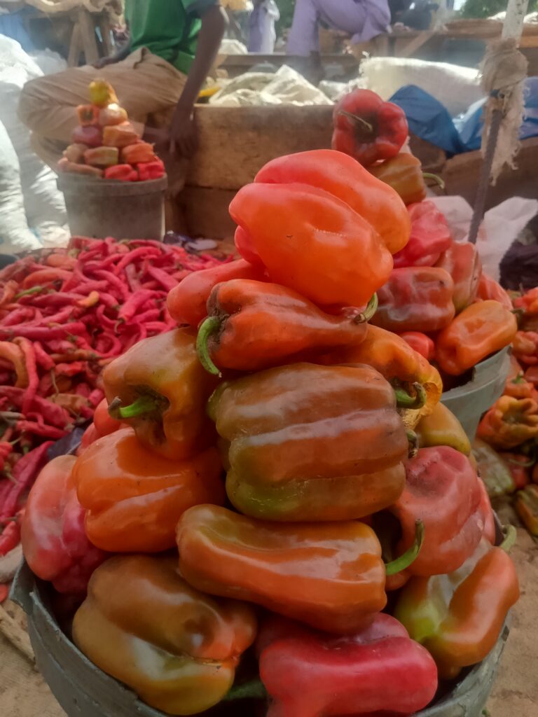 Pimentao Capsicum annuum fruto maduro vermelho
