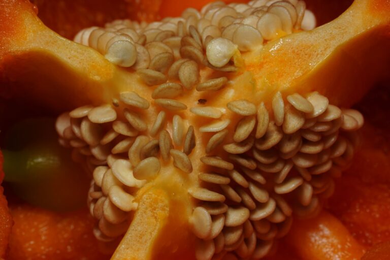 Pimentão laranja (Capsicum annuum) — variedade colorida