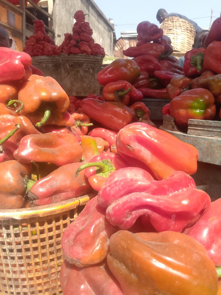 Pimentao verde Capsicum annuum crescendo