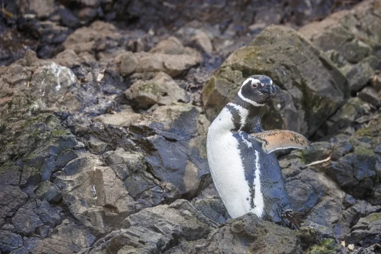 Pinguim-de-magalhaes (Spheniscus magellanicus) em habitat natural