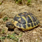 Tartaruga-de-Hermann (Testudo hermanni) com carapaca no habitat natural