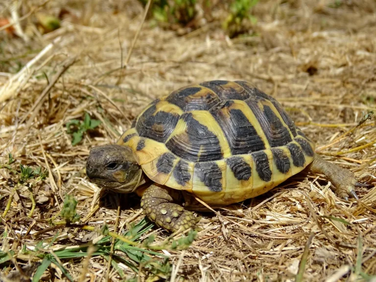 Tartaruga-de-Hermann (Testudo hermanni) com carapaca no habitat natural