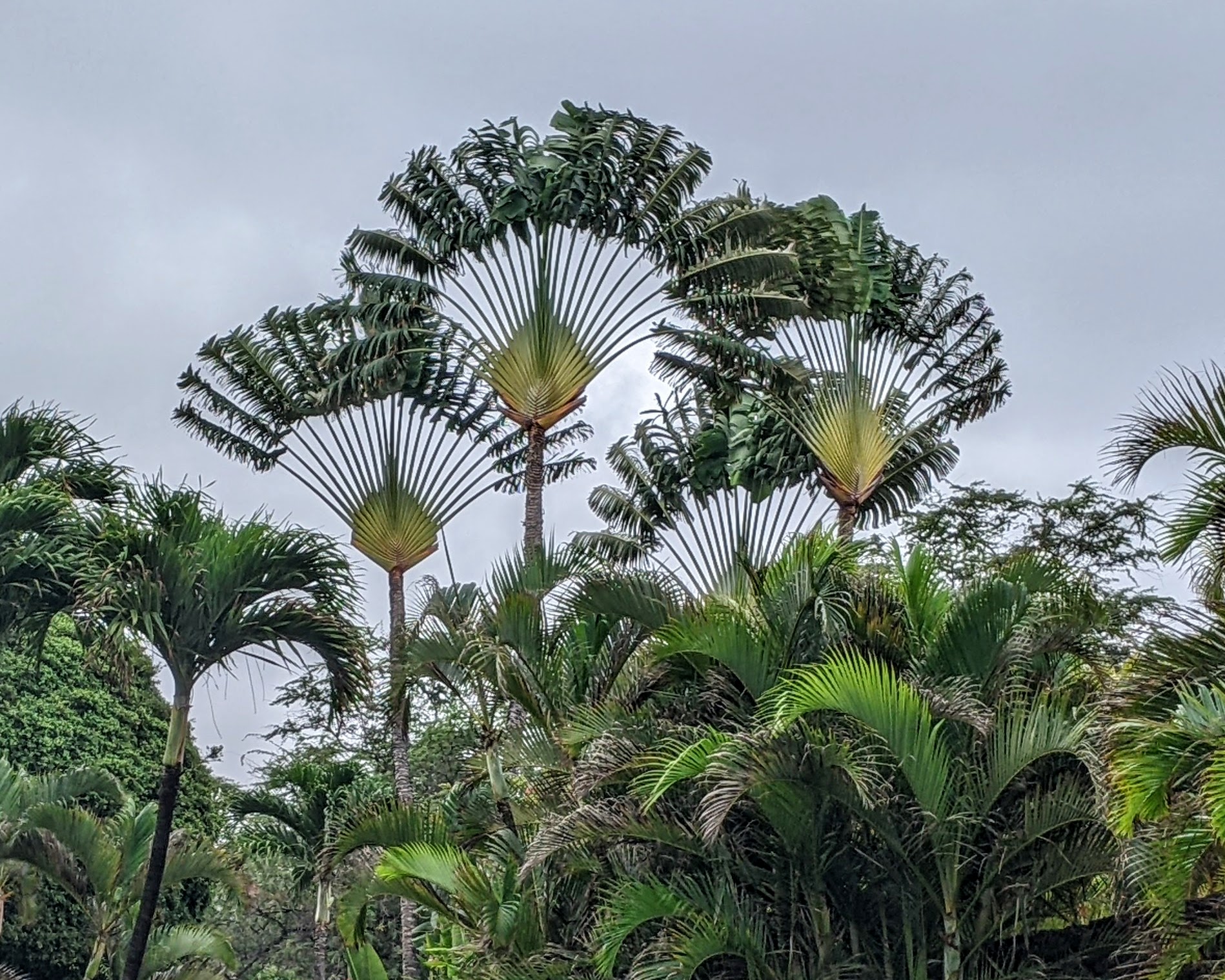 Ravenala madagascariensis (Bananeira-leque ou Árvore-dos-Viajantes) em jardim