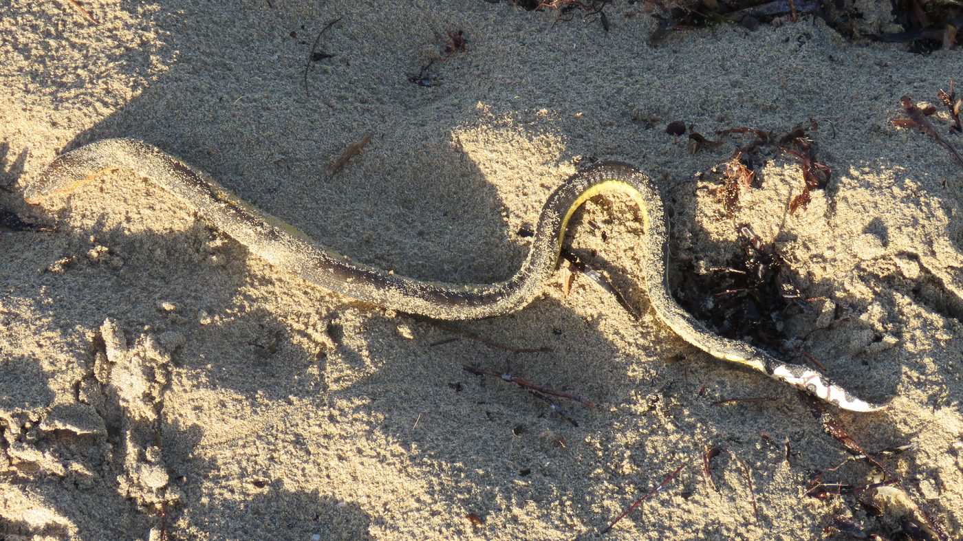 Serpente marinha (Hydrophis platurus) encalhada na praia