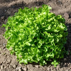 Variedade de alface (Lactuca sativa) cultivada em vaso